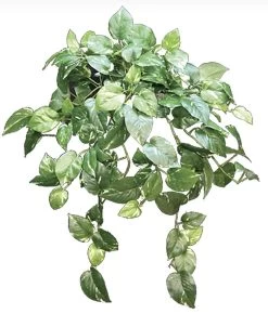36” Hanging Fire Rated Pothos Bush