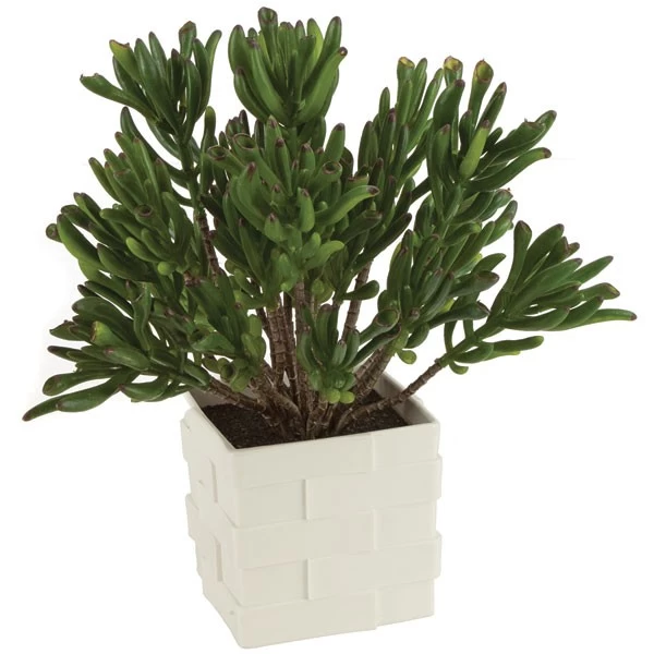 A-141760 11.5 Inch Plastic Potted Coral Succulent Plant - Plastic Square White Pot