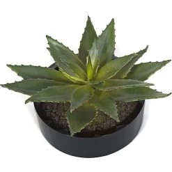 12 Inches Aloe In Black Cylinder Pot
