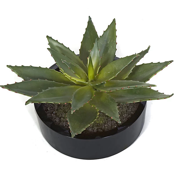 12 Inches Aloe In Black Cylinder Pot