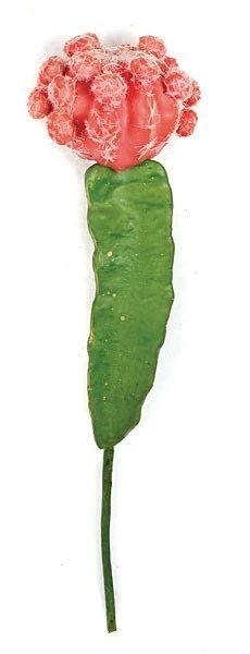 12 Inches Plastic Cactus Stem - Green/Red - Bare Stem