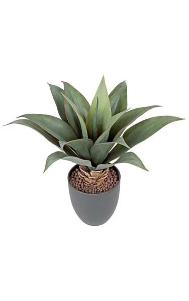 14 Inches Potted Agave Bush - 15 Dark Green Leaves - 5 Inches Black Pot