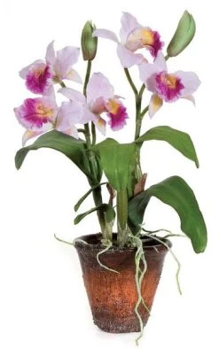 15 Inches Potted Dendrobium Orchid With Leaves/Roots - Weathered Pot