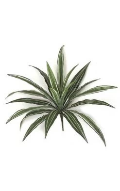 16 Inches Dracaena Bush - 20 Green/White Leaves- FIRE RETARDANT