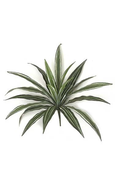 16 Inches Dracaena Bush - 20 Green/White Leaves- FIRE RETARDANT