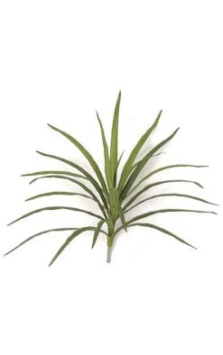 16 Inches Dracaena Head - 21 Leaves - 20 Inches Width - Green/Red