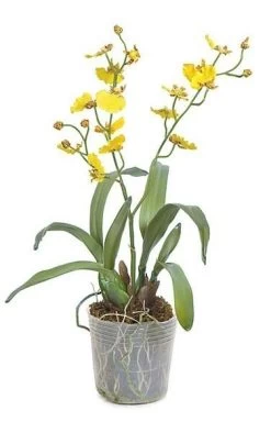 16 Inches X 11 Inches Potted Dancing Orchid With Roots - 14 Yellow Flowers