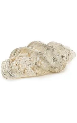 17 1/2 Inches X 10 Inches X 6 Inches Polyresin Half Clam Shell - Natural