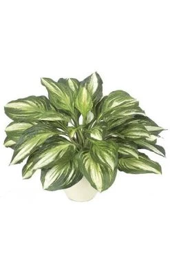 17 Inches Artificial Hosta Plant - 34 Leaves - Green/White - Bare Stem