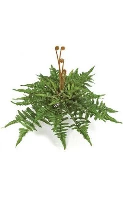 Mountain Fern Bush - 40 Green Leaves - 24 Inches Width- 5 Inches Stem