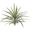 18 Inches Dracaena Head - 30 Leaves - 28 Inches Width - Green/Red