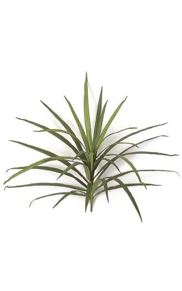 18 Inches Dracaena Head - 30 Leaves - 28 Inches Width - Green/Red