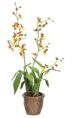 18 Inches X 6 Inches Potted Cymbidium With Roots - Yellow Flowers