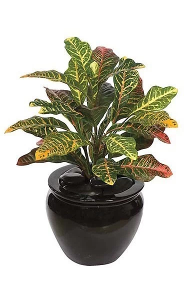 20 Inches Croton Bush - 28 Leaves - Multi Color - Bare Stem