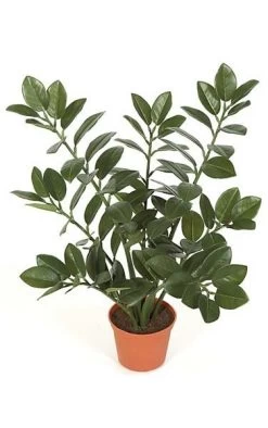 21 Inches Zamia Plant With Orange Pot - Dark Green Leaves