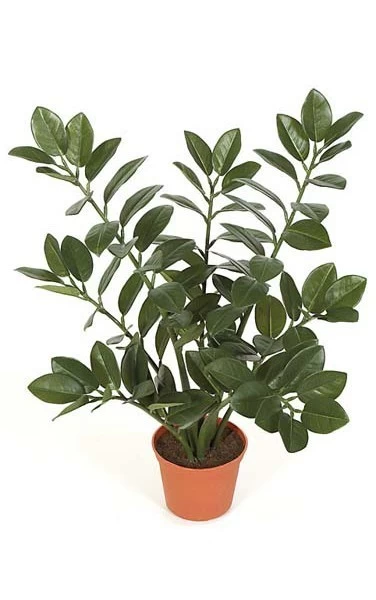 21 Inches Zamia Plant With Orange Pot - Dark Green Leaves