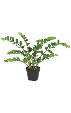22 Inches Zamia Plant - 8 Stems - 138 Leaves - Green - Weighted Base