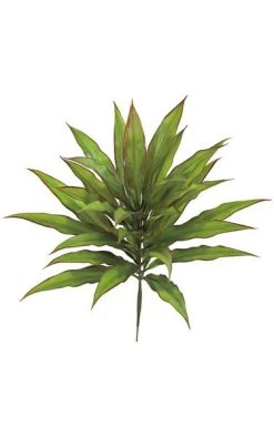 23 Inches Outdoor Dracaena Bush - 31 Tutone Green/Red Leaves