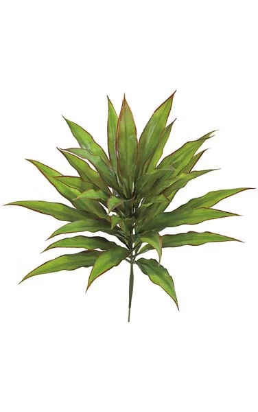 23 Inches Outdoor Dracaena Bush - 31 Tutone Green/Red Leaves