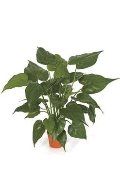24 Inches Potted Alocasia Bush - 4 Inches Plastic Terra Cotta Pot