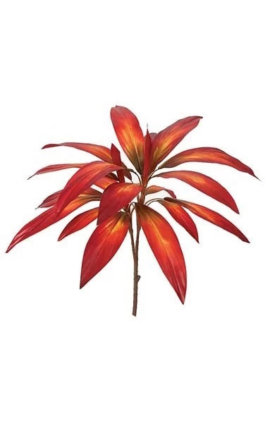 25 Inches Cordyline Plant - 21 Leaves - Bare Stem - Image 2