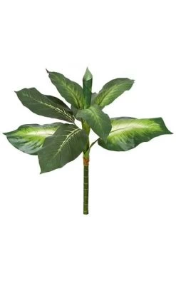 25 Inches Dieffenbachia Plant - 8 Variegated Green Leaves - Bare Stem
