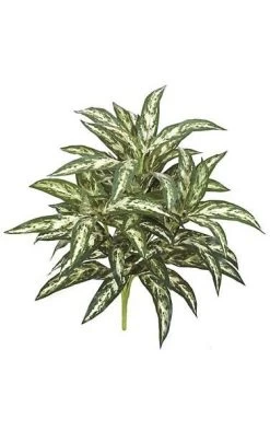 26 Inches Aglaonema Bush - 64 Green/White Leaves -24 Inches Width - Bare Stem