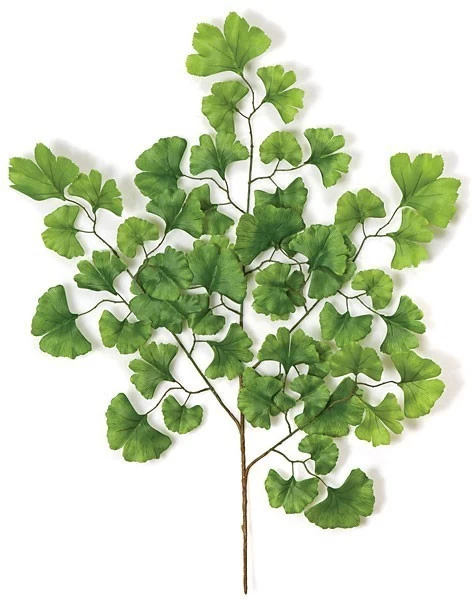 28 Inches Ginkgo Branch - 51 Green Leaves - 21 Inches Width - FIRE RETARDANT