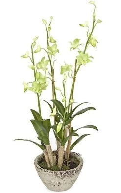 28 Inches Potted Dendrobidium - Tutone Green - Ceramic Pot