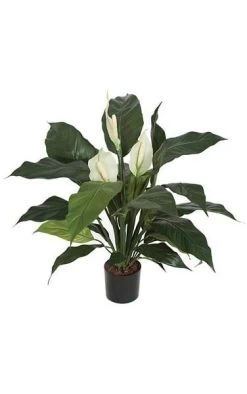 29 Inches Spathiphyllum Bush - 3 Green/White Flowers - 32 Leaves