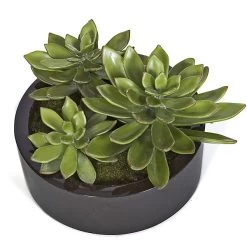 3 Inches, 4 Inches, 5 Inches Potted Succulents In Black Cylinder Pot