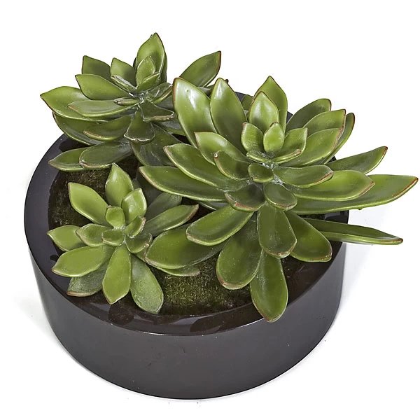3 Inches, 4 Inches, 5 Inches Potted Succulents In Black Cylinder Pot