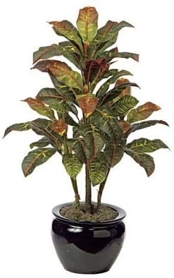 3 Feet Croton Bush - 3 Stem - 38 Leaves - Multi Color