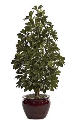 3 Feet Schefflera Bush - Natural Trunks - Green - Weighted Base