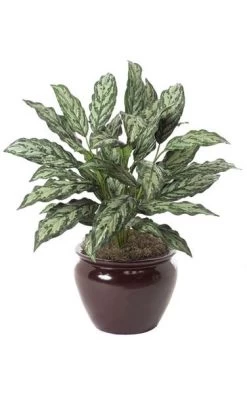 30 Inches Aglaonema Bush - 37 Leaves - Tutone Green - Bare Stem