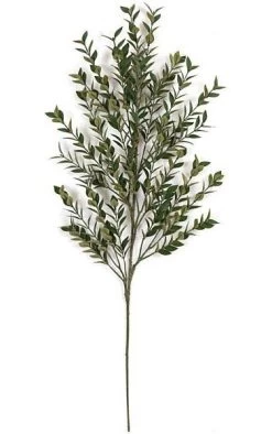 31 Inches Ruscus Branch - 476 Leaves - Green