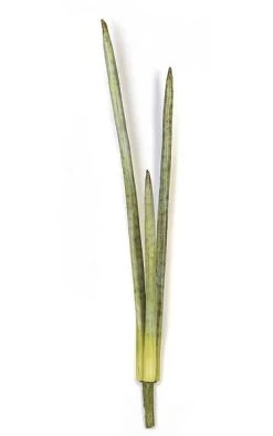 32 Inches Agave Cylindrica - Natural Touch - 3 Stems - Green