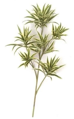 32 Inches Dracaena Reflexa Branch - 141 Leaves