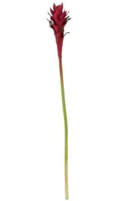 32 Inches Guzmania Stem - Red - 24 Inches Stem