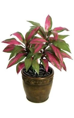 34 Inches Cordyline Plant X 2 - 37 Leaves - Fuchsia/Green - Bare Stem