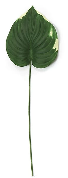34 Inches Single Pothos Leaf - Green/Cream Leaf - 10 Inches Width - FIRE RETARDANT