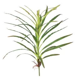 34 Inches Wild Grass Cluster With Roots - 32 Green Leaves With Red Edge