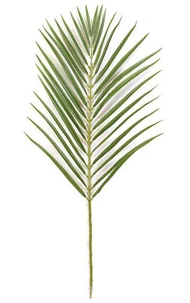 35 Inches Areca Palm Branch - 32 Leaves - Tutone Green Sold By The Dozen