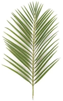 35 Inch Faux Areca Palm Branch - 42 Leaves - Tutone Green Sold Per Dozen