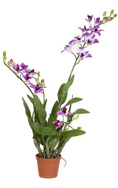 35 Inches Potted Dendrobium Flower - 16 Purple/White Flowers - 16 Buds