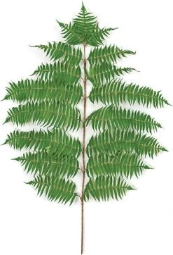 36 Inches Hawaiian Fern Branch - 257 Leaves - Green - FIRE RETARDANT