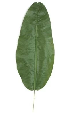39 Inches Banana Palm Leaf - Green