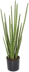 39 Inches Cylindrica Sansevieria Plant - 19 Green Leaves- FIRE RETARDANT