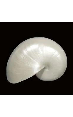 4 Inches X 6 Inches Accent Escargot Shell - Pearl White