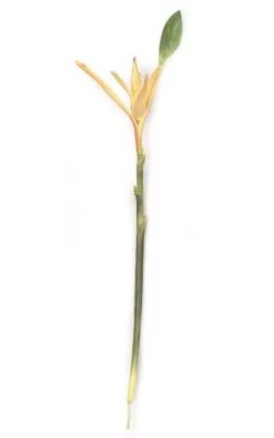 40 Inches Heliconia Stem - Peach
